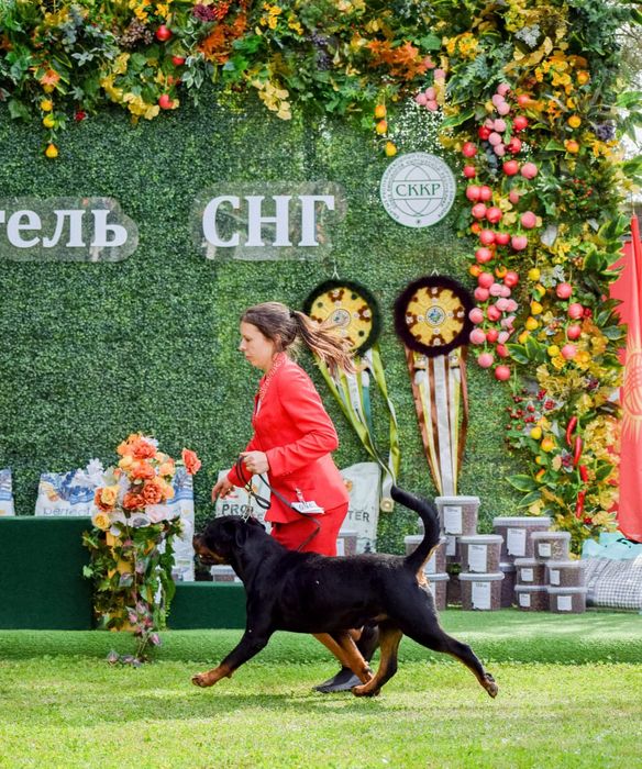 Ротвейлер вязка, Интернациональный Чемпион!