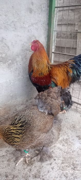 Vând pereche brahman potarnichiu