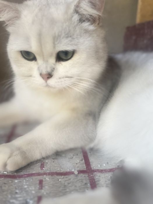 Вязка чистокровный британский серебристый шиншилла !!!