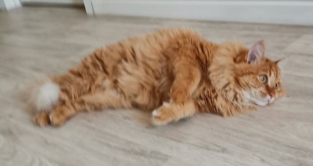 Кошечка в добрые руки