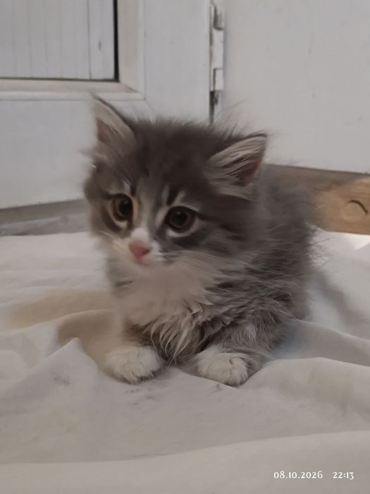 Котёнок Сэм,красавчик!