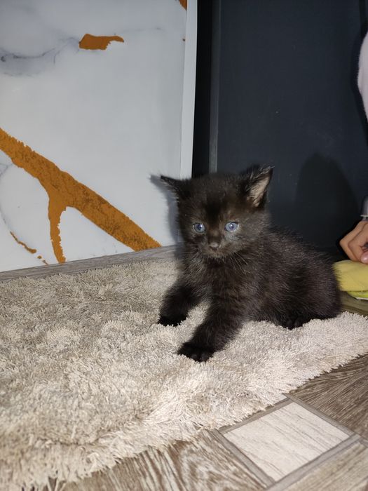 Отдам в хорошие руки