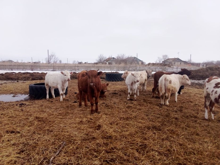 Продам Быков КРС