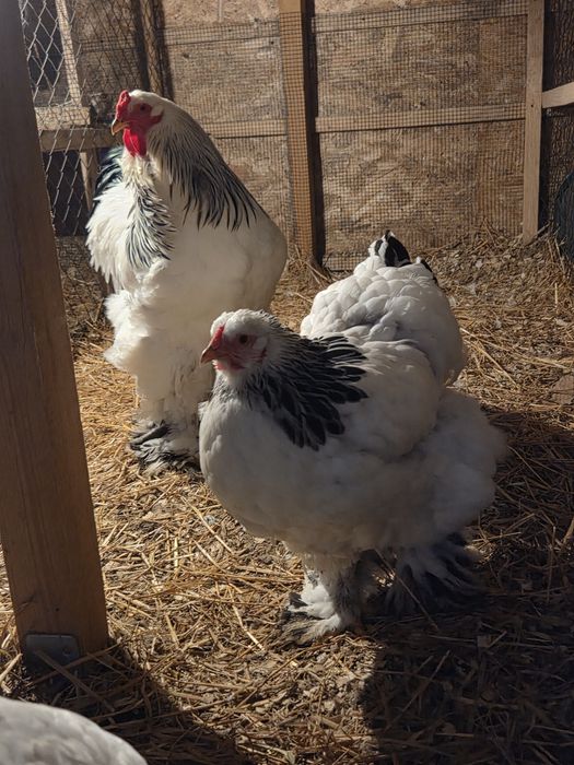 Oua Brahma HD incubat disponibile