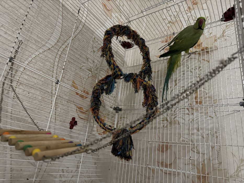 Попугай ожереловый