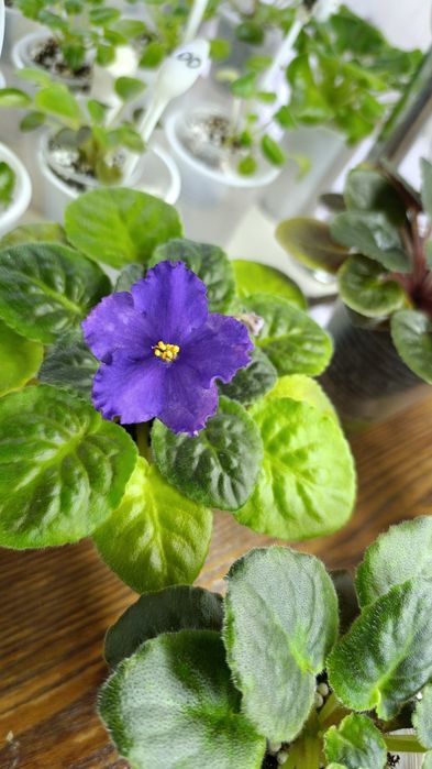 Цветущие сортовые фиалки