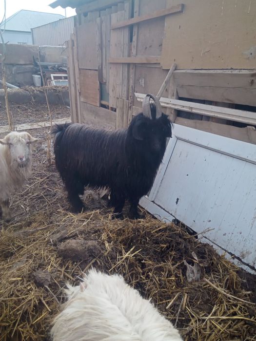 Сатылымда Текелер бар  ақ,қара