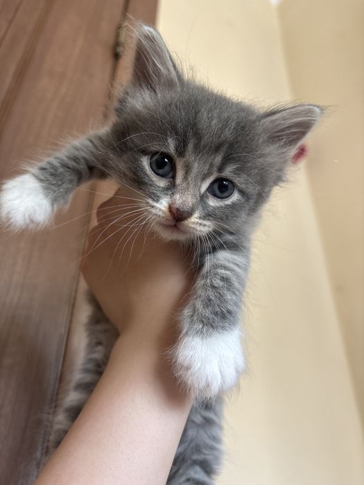 Отдам котят в добрые руки