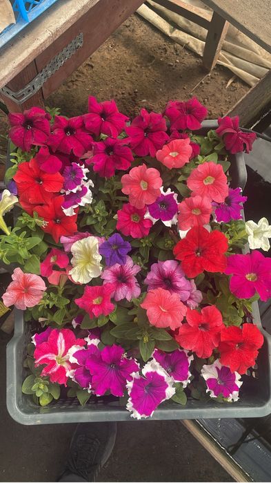 Цветы Петунии. Оптом и в розницу.