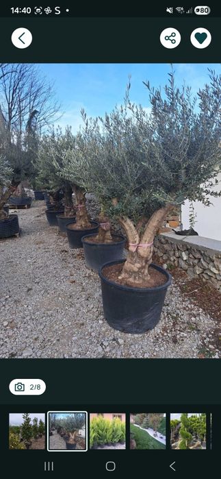 Leilandy chiparos ,palmieri, trandafiri, gazon, catalpa, măslin