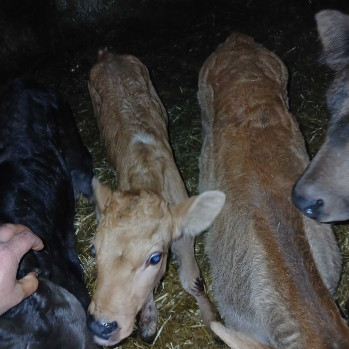 Телета мъжки и женски