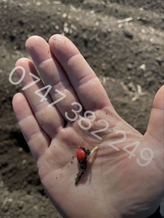 Samanta de porumb Direct Producator