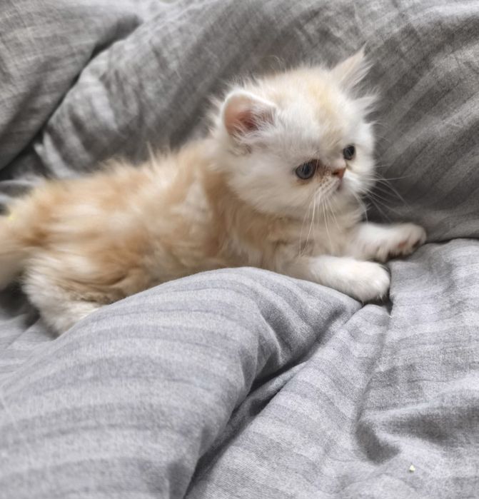 Персидские котята