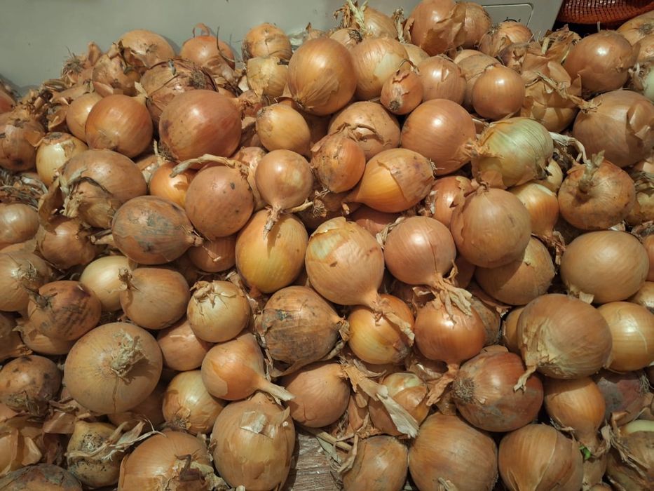 Продам лук сухой