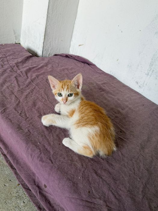 Spre adopție/donare pui de pisică drăgălași și jucăuși