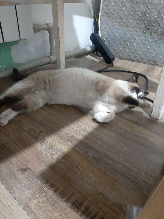 Отдам кошку подросток