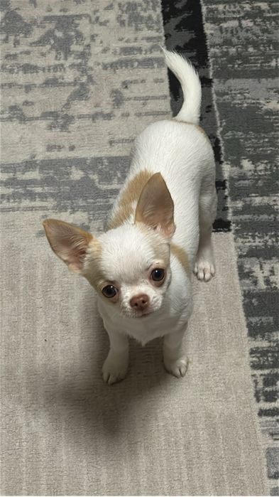 Продается Чихуахуа мини , тип кобби бэби фейс
