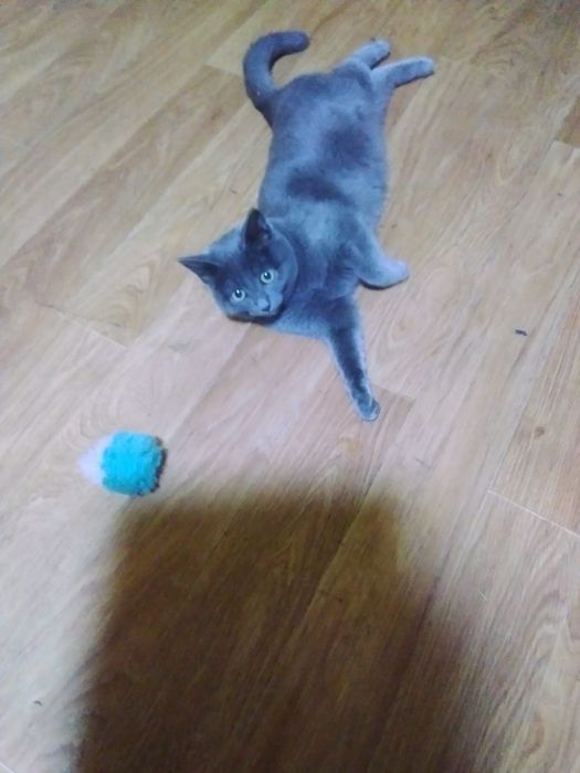 Котенок девочка в добрые руки!