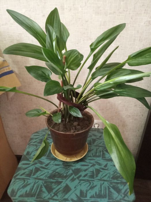 Цветы комнатные,красивые