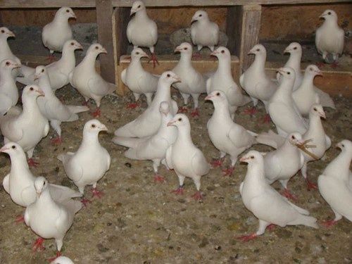 Vând porumbei voiajori albi