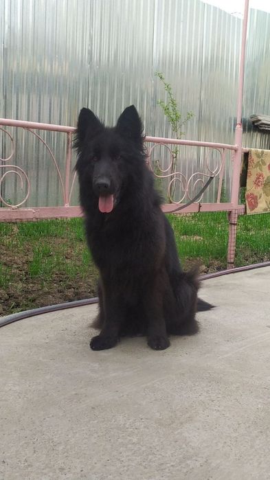 Щенок немецкой овчарки длинношерстной