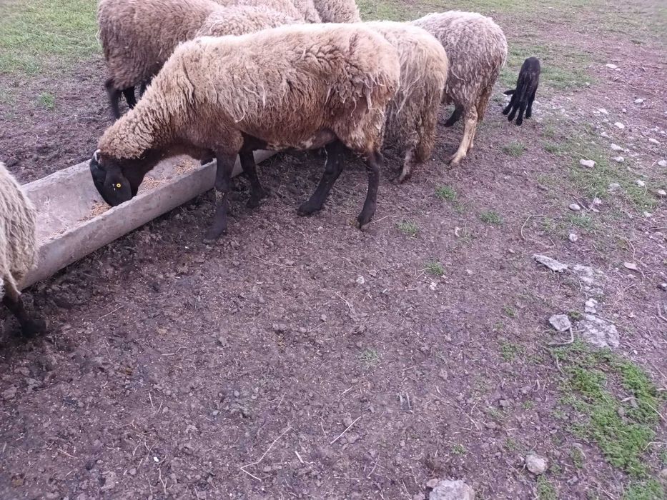 Vand oaie cu mielul langa ea