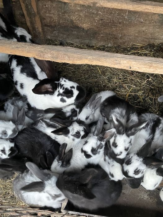 Vând iepuri puiuți