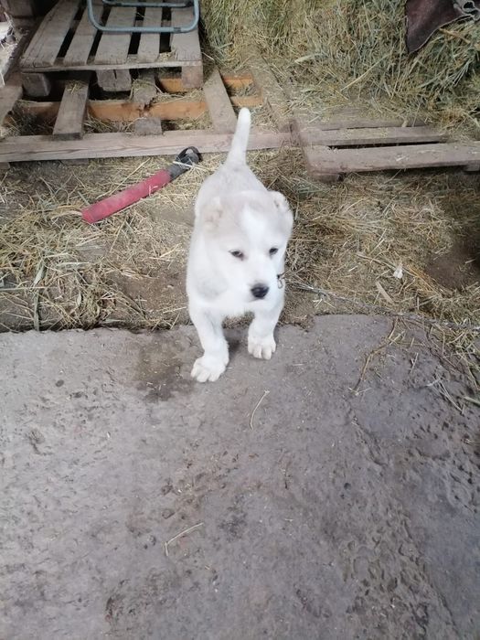 Продам щенка Алабая