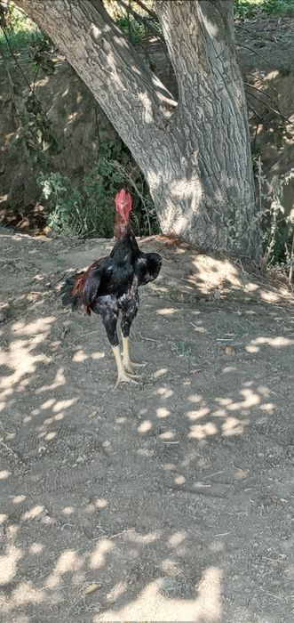 Sotiladi 8 oyli boldi toza turk qiziqala