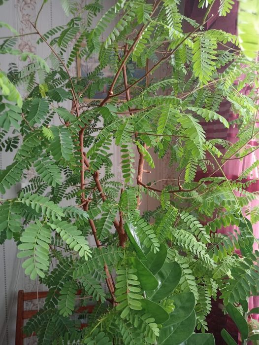 Растение семейства акаций