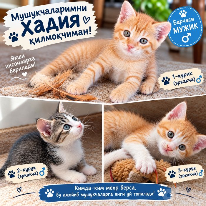 Мушукчаларни хадия киламан