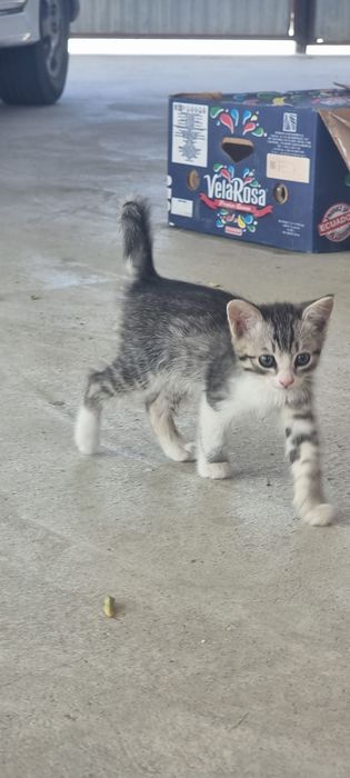 Котёнок. малчик .еркек мысық