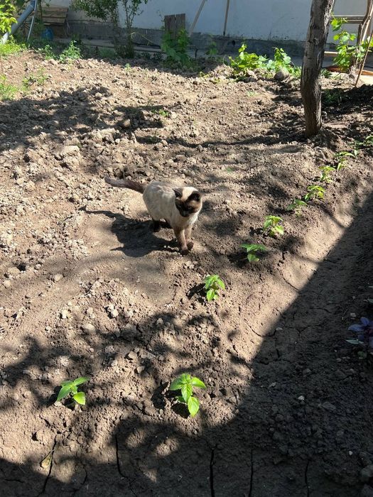 Кот скиямский лет 1