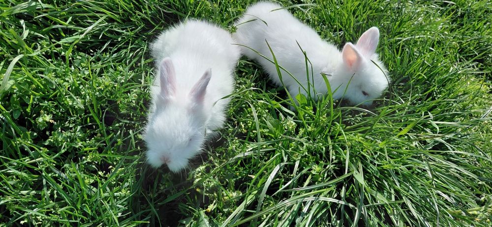 Pui iepure cap de leu