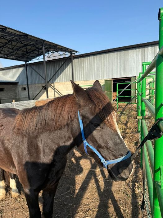 Мініс аттар сатылады