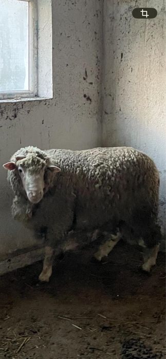 Berbec metis Merinos de Palas cu Ile de France