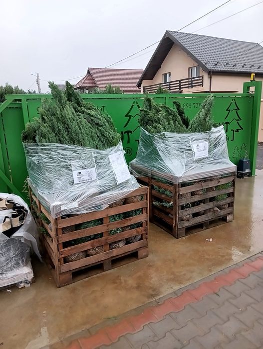 Chamanciparis lawsoniana elwodi