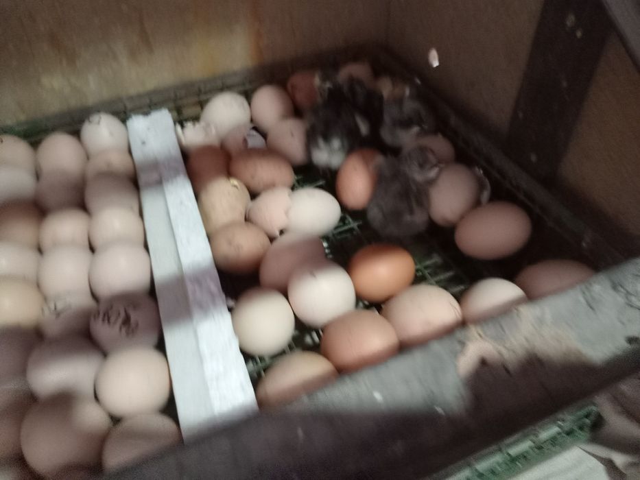 Бедана цыплята суточные