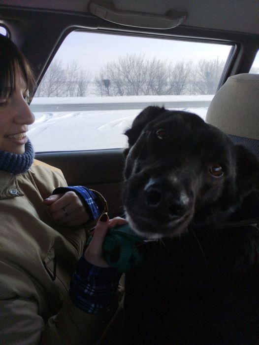 ЧЕРНЫШ в поисках дома !!!