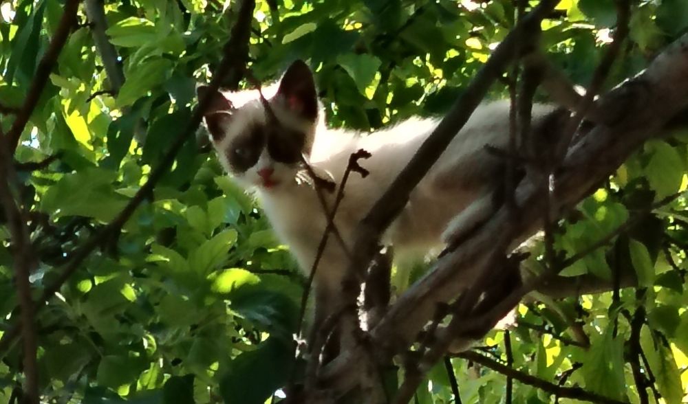 Котенок двухмесячный