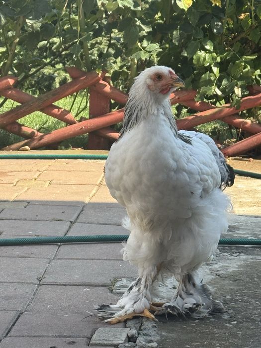 Cocoși brahma Culoare Columbia si Herminat deschis