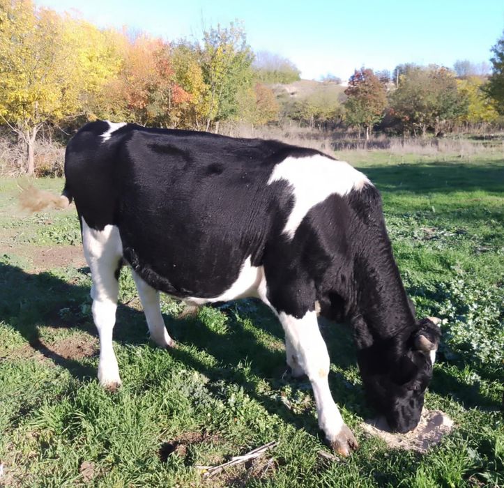 Продавам Мъжко Теле!