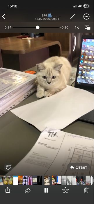 породостый кошка