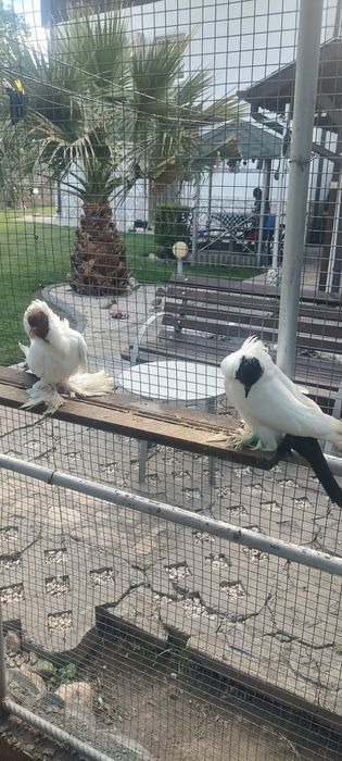 Гълъби шмалханденски монахини шмалканденски