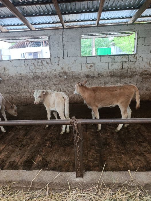 Продаются тёлочки