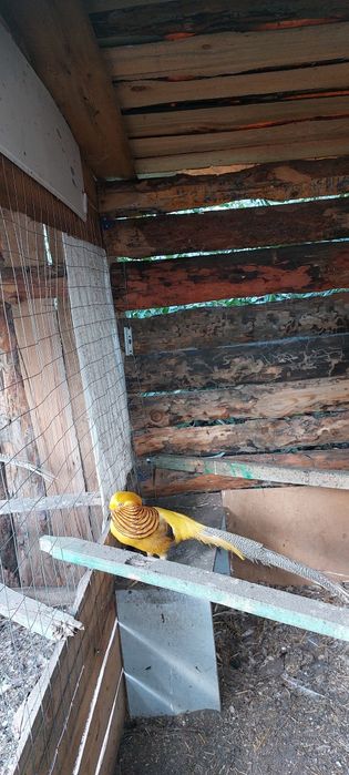 Фазаны Золото и Лимоны