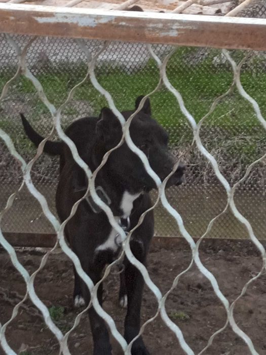 Urg'ochi pitbull it sotiladi