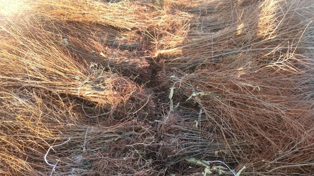 Саженцы вяз              .