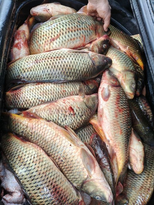 Ассалаумалейкум сазан карас окунь судак