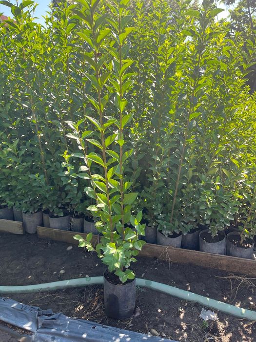 Лигуструм овалифолиум